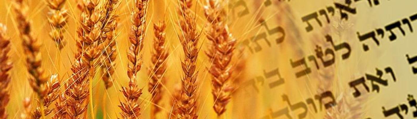 Яаков Дов Блайх поздравил еврейскую общину с Праздником Шавуот